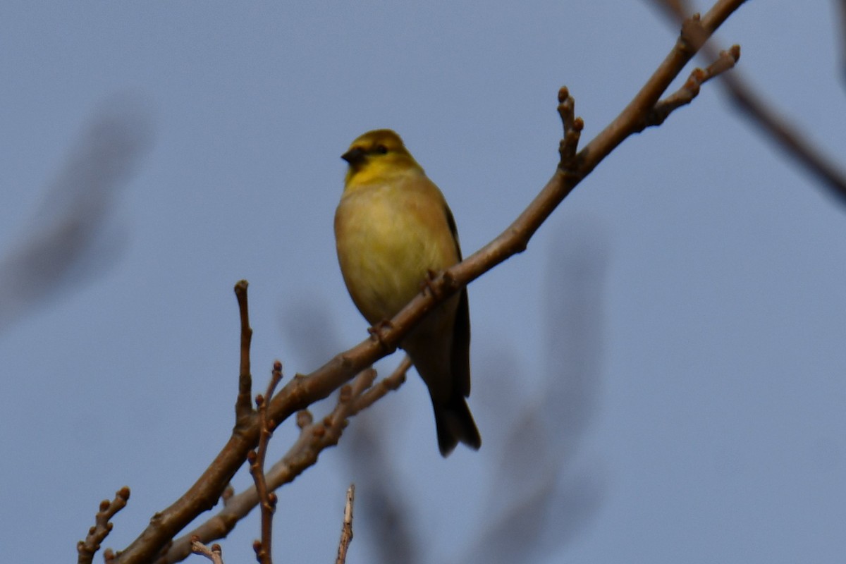 čížek žlutý - ML647096102