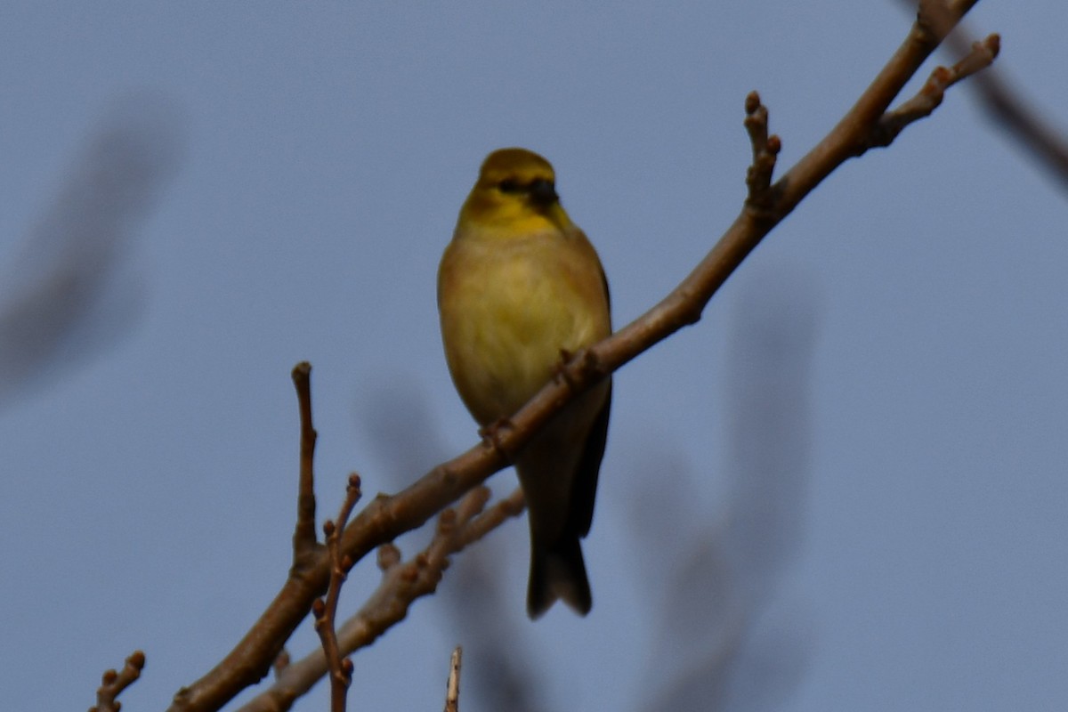 čížek žlutý - ML647096103