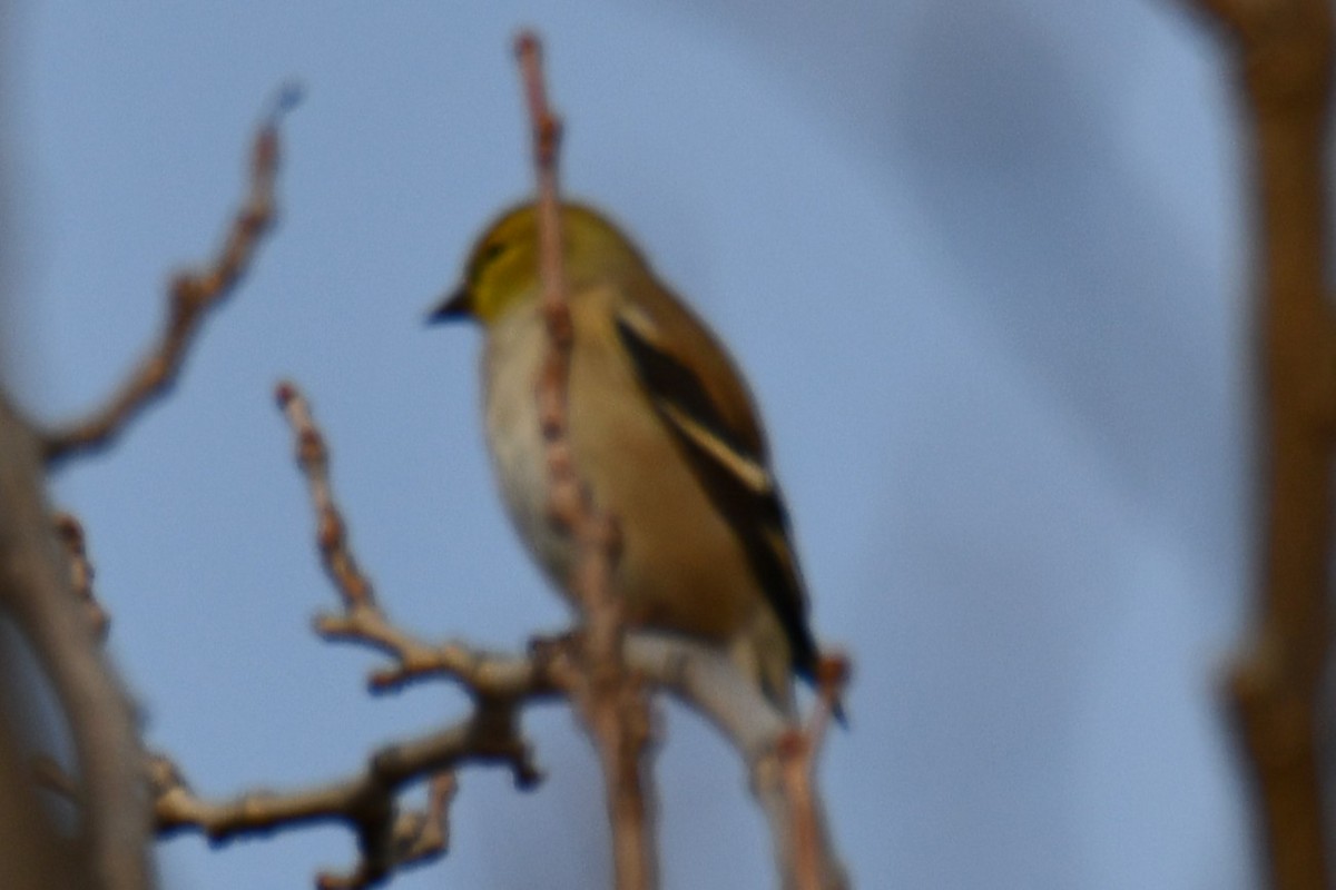 čížek žlutý - ML647096104