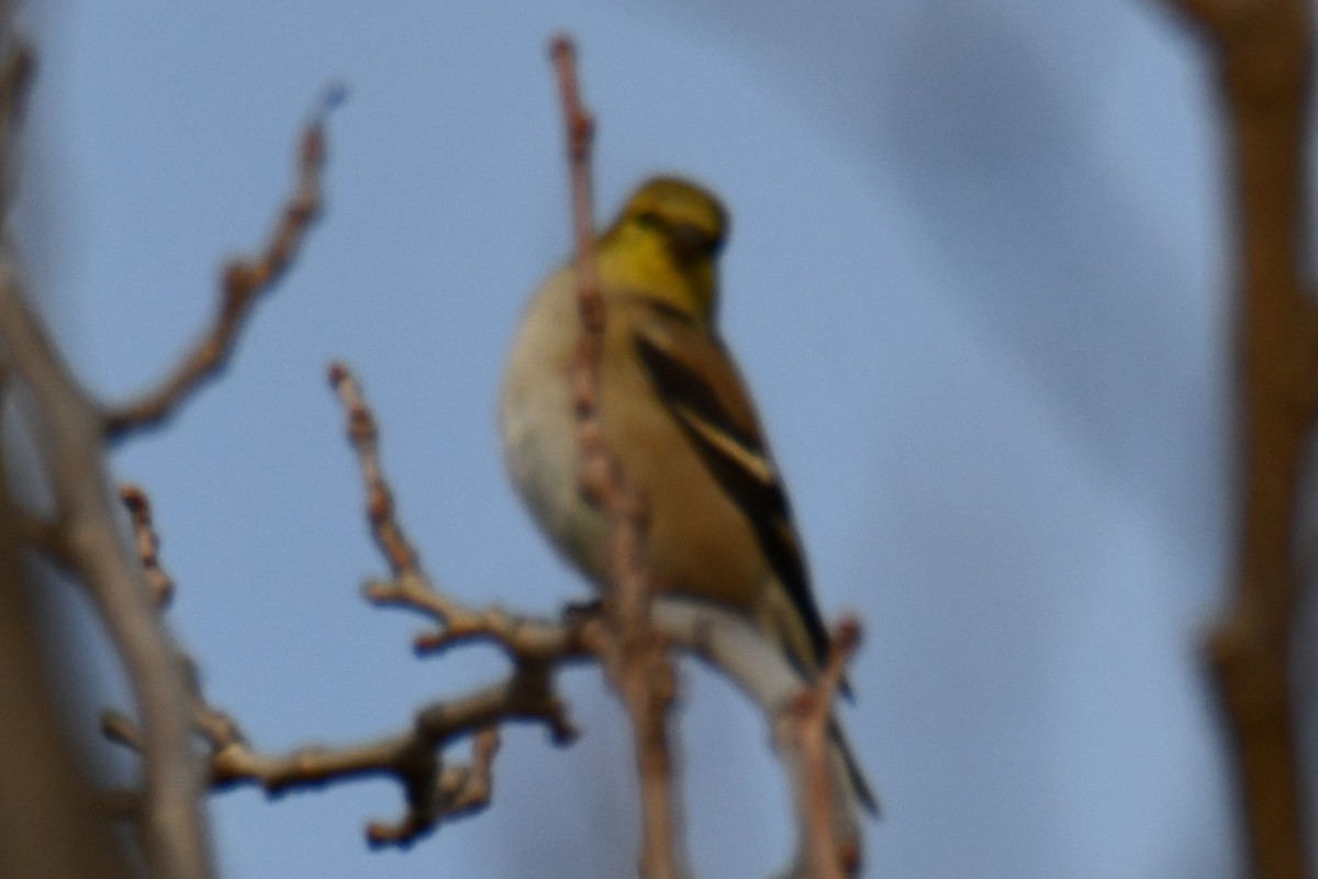 čížek žlutý - ML647096105