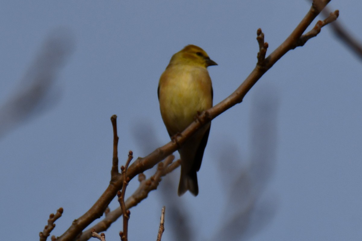 čížek žlutý - ML647096106