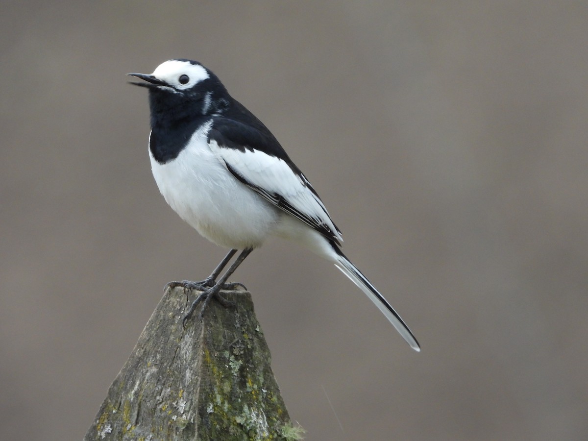 White Wagtail (Hodgson's) - ML647096111