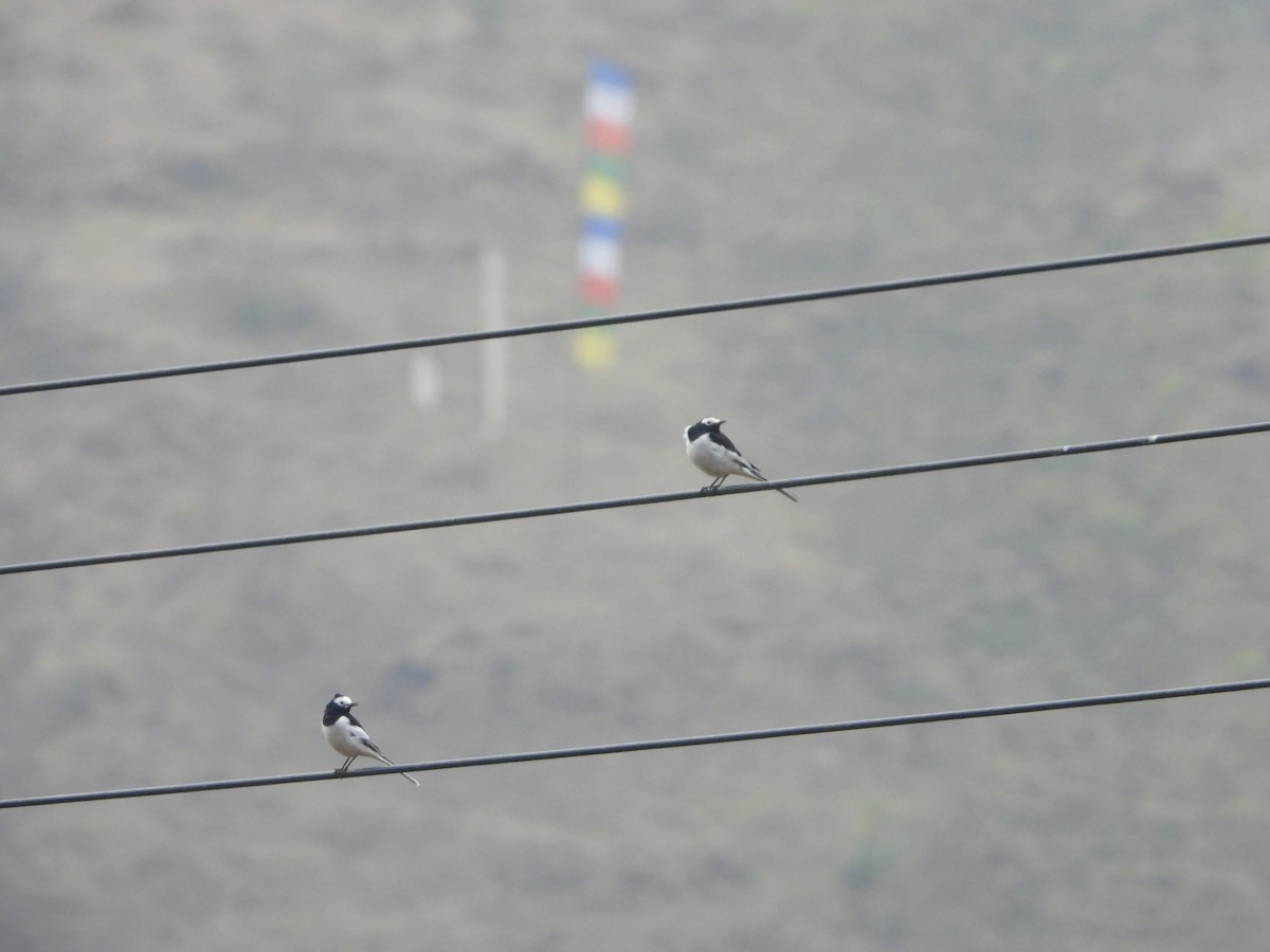 White Wagtail (Hodgson's) - ML647096112