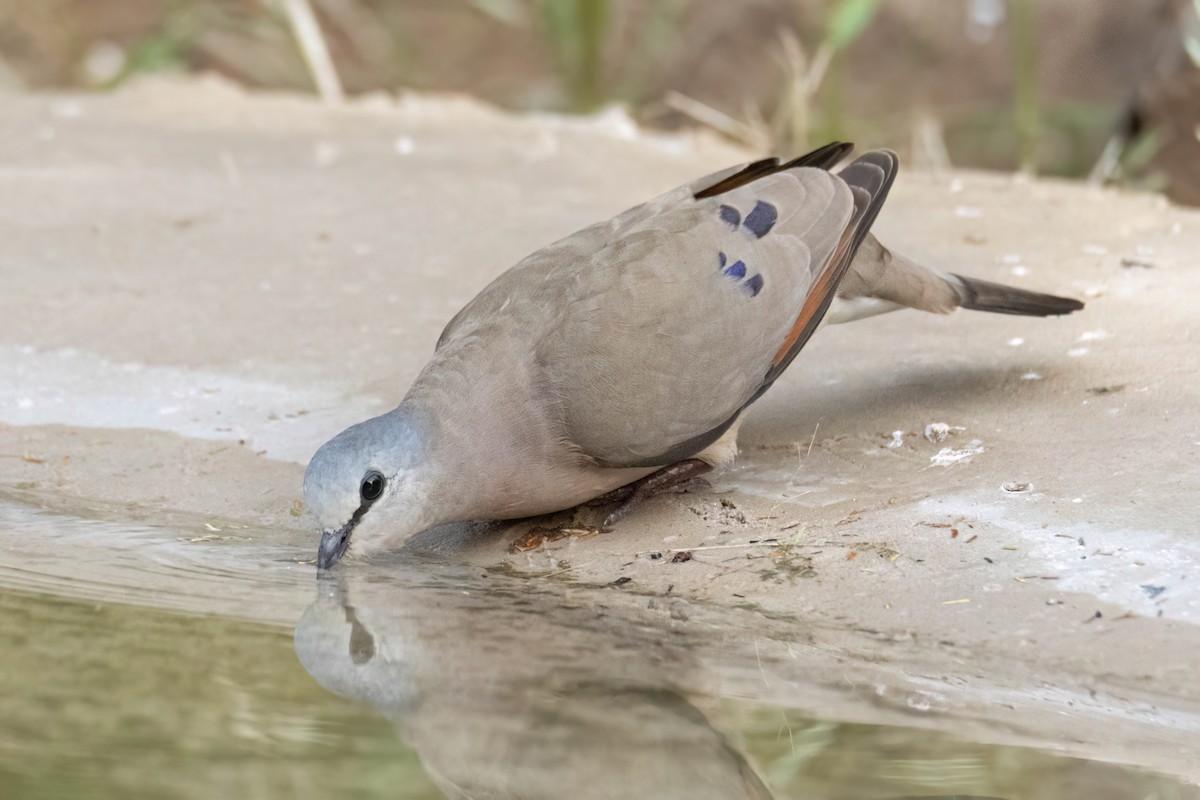Black-billed Wood-Dove - ML647096115