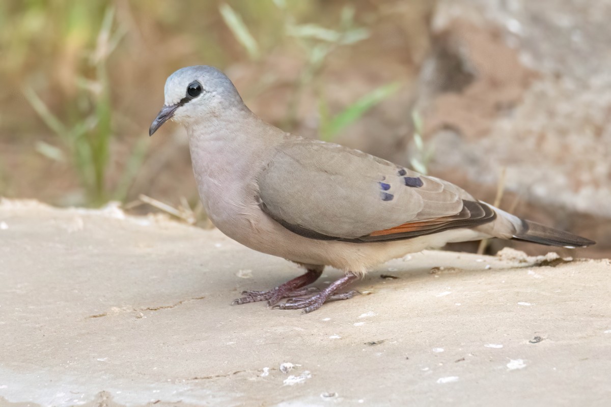 Black-billed Wood-Dove - ML647096117