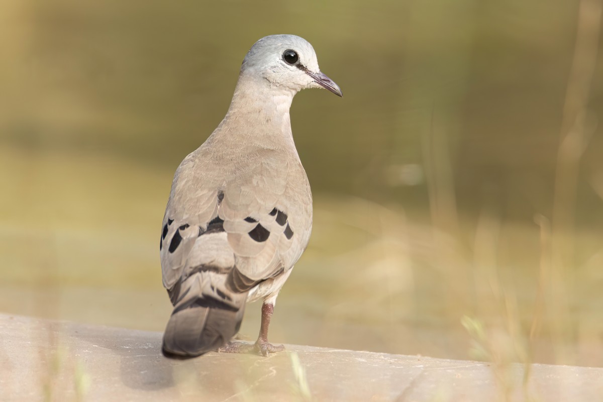 Black-billed Wood-Dove - ML647096118