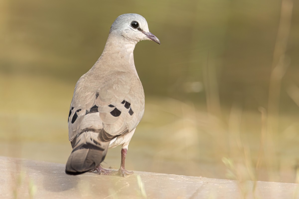 Black-billed Wood-Dove - ML647096119