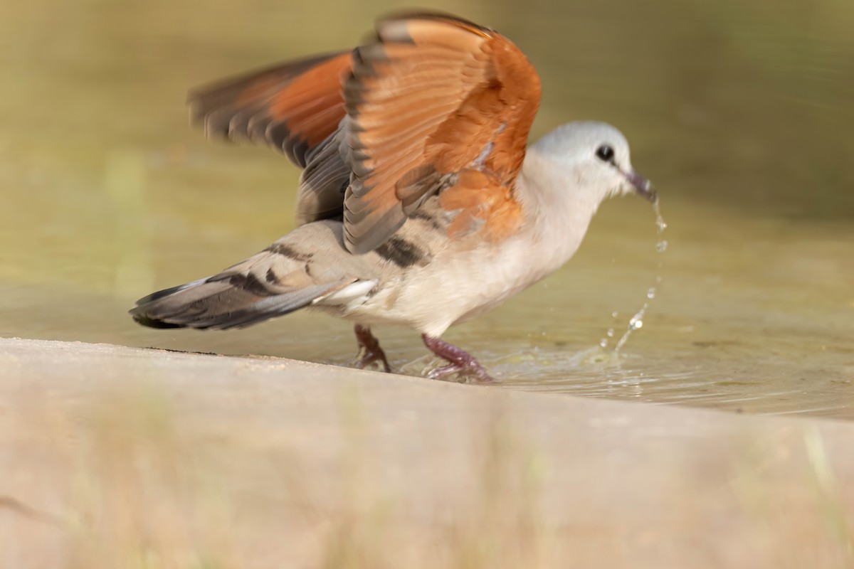 Black-billed Wood-Dove - ML647096120