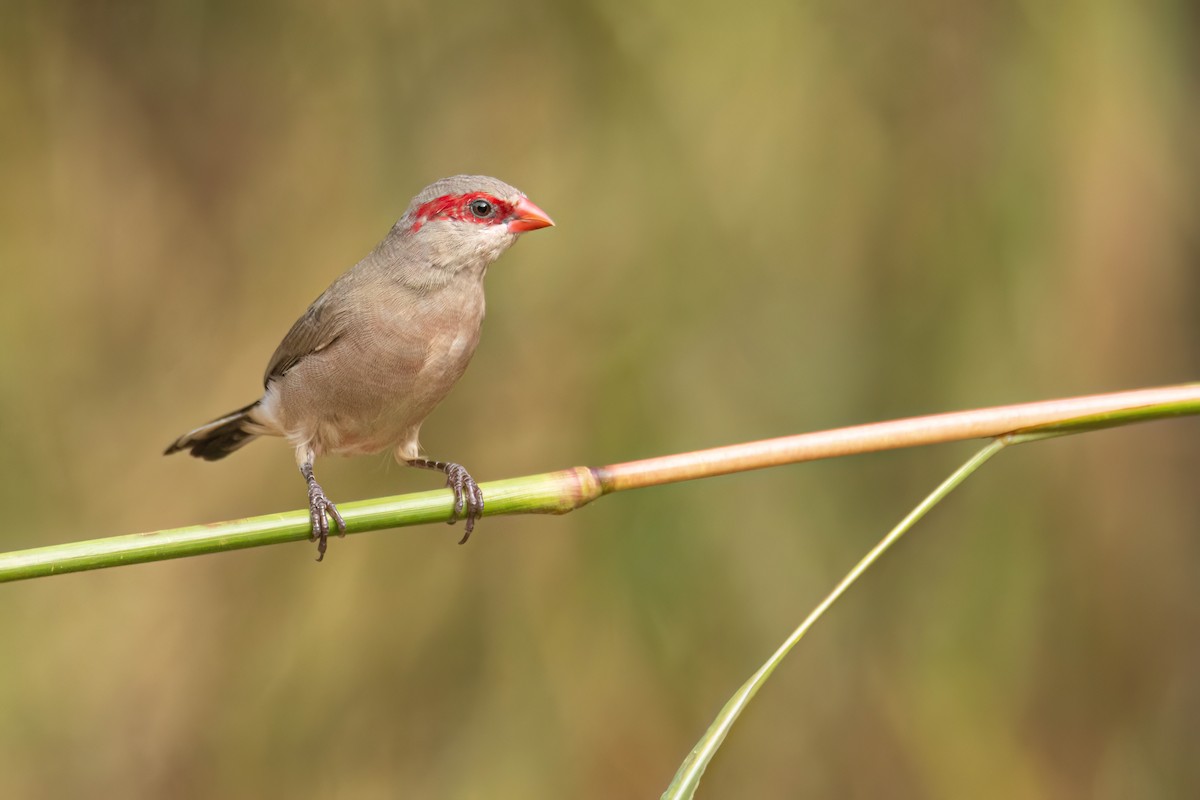 Estrilda ipurbeltza - ML647096128