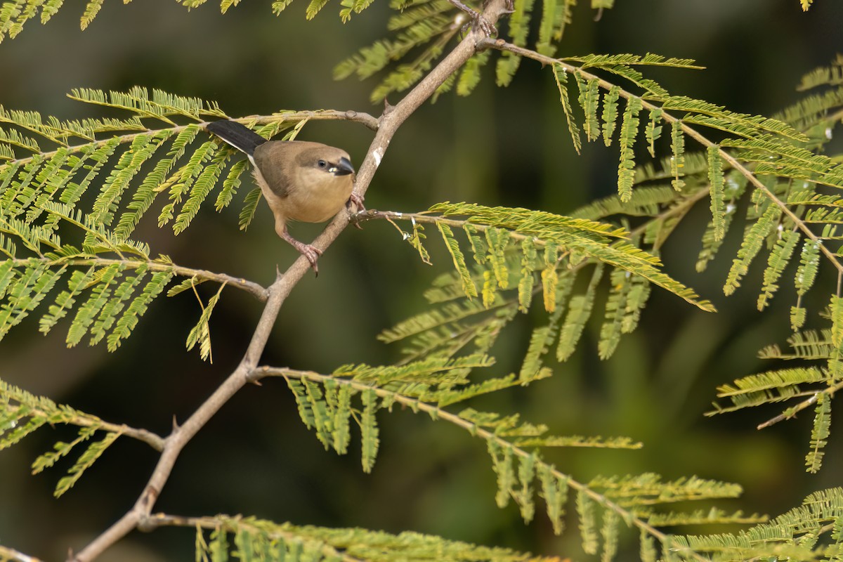 Estrilda ipurbeltza - ML647096130