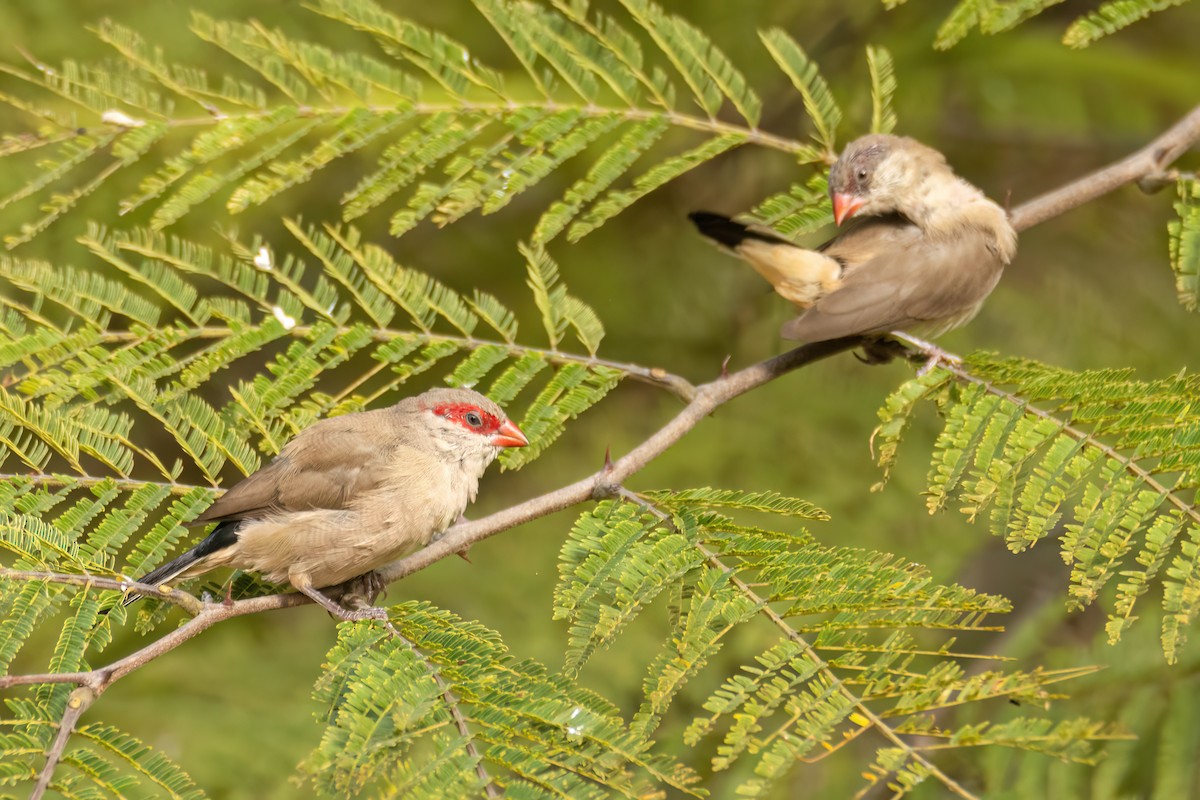 Estrilda ipurbeltza - ML647096131