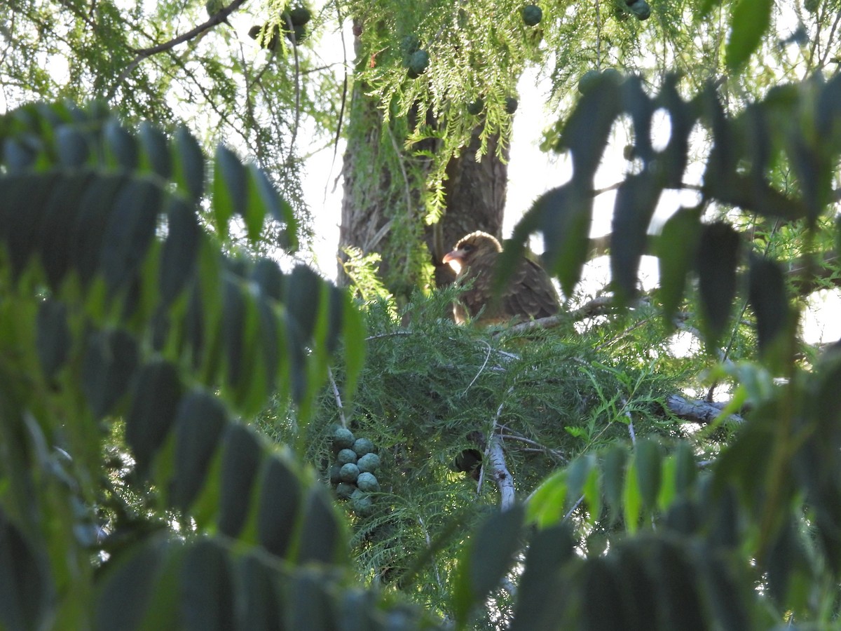 Chimango Caracara - ML647096132
