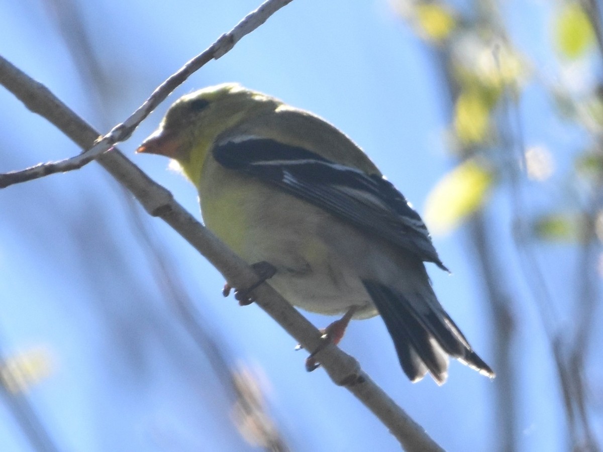 čížek žlutý - ML647096138