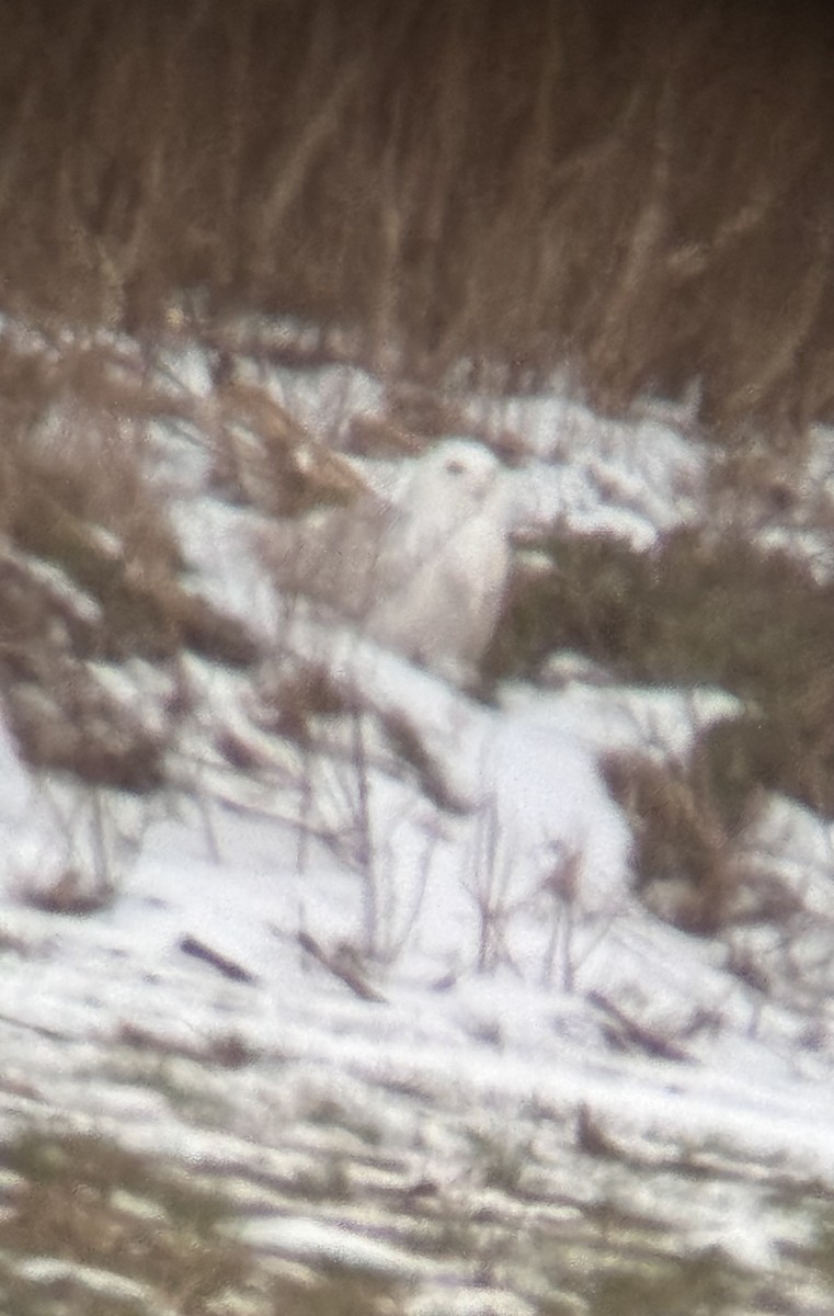 Snowy Owl - ML647096161