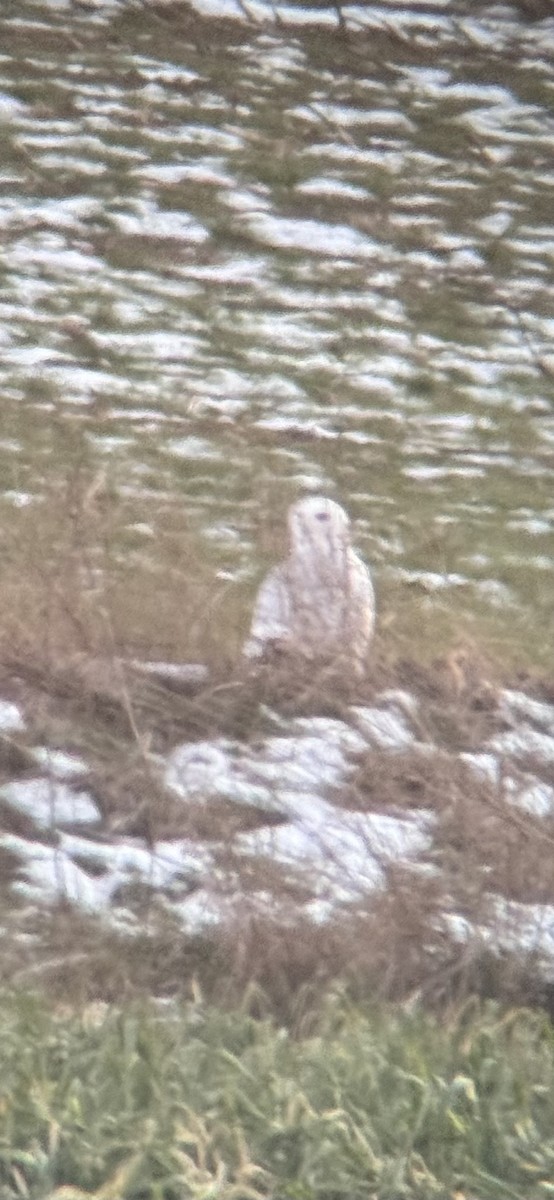 Snowy Owl - ML647096163