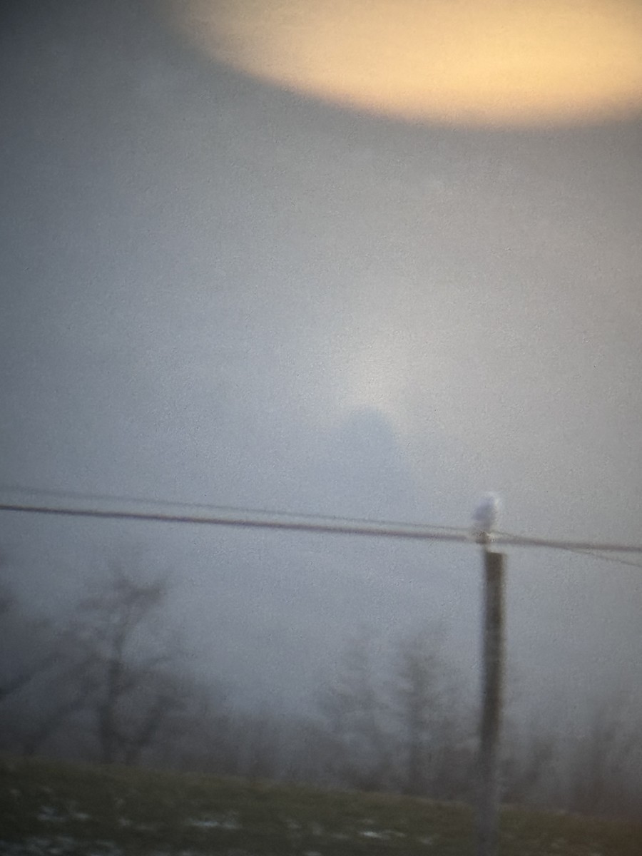 Snowy Owl - ML647096164