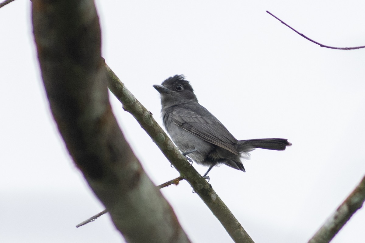 One-colored Becard - ML647096165