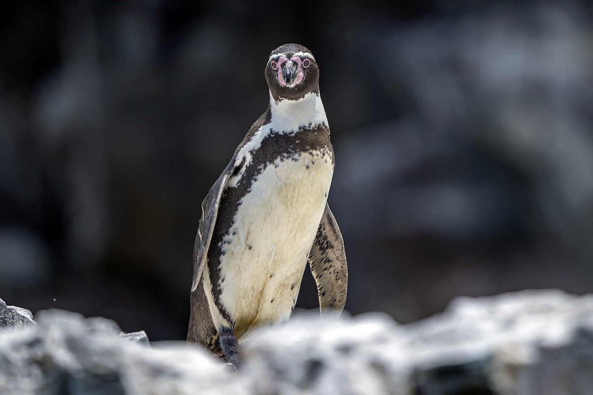 Humboldt Penguin - ML647096171