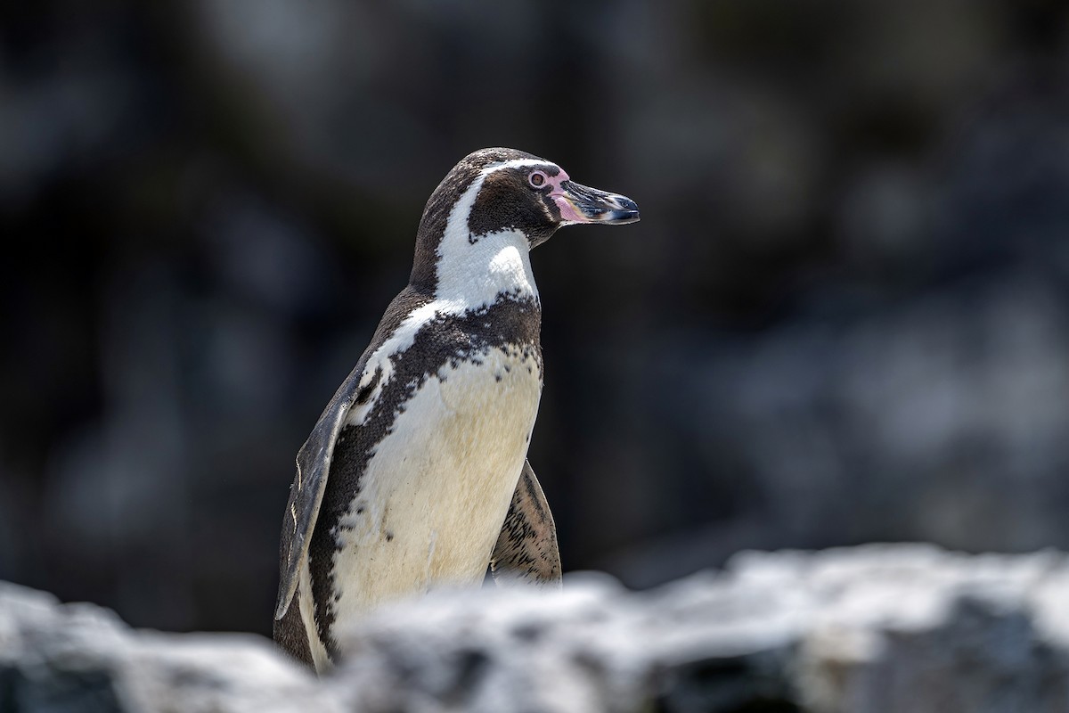 Humboldt Penguin - ML647096172