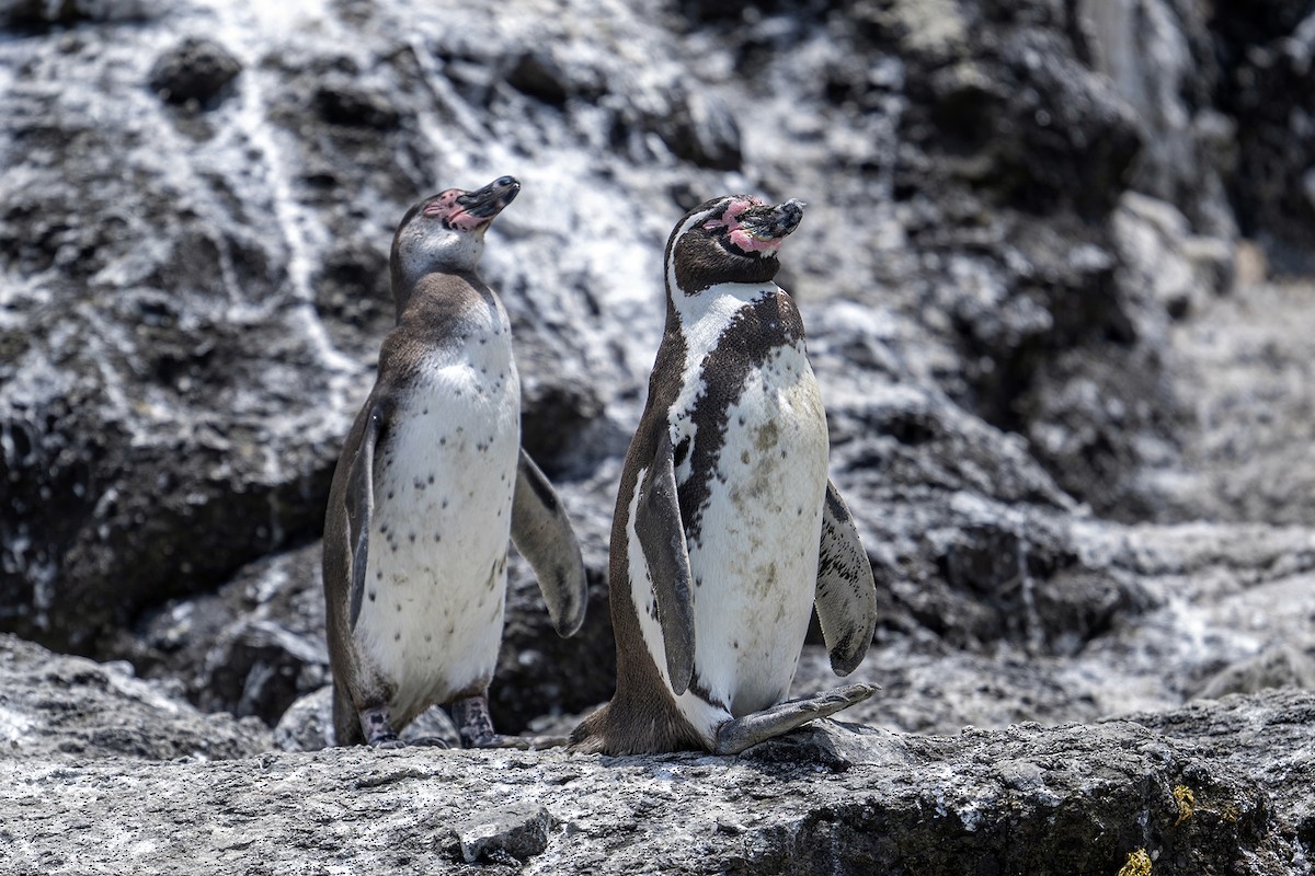 tučňák Humboldtův - ML647096173