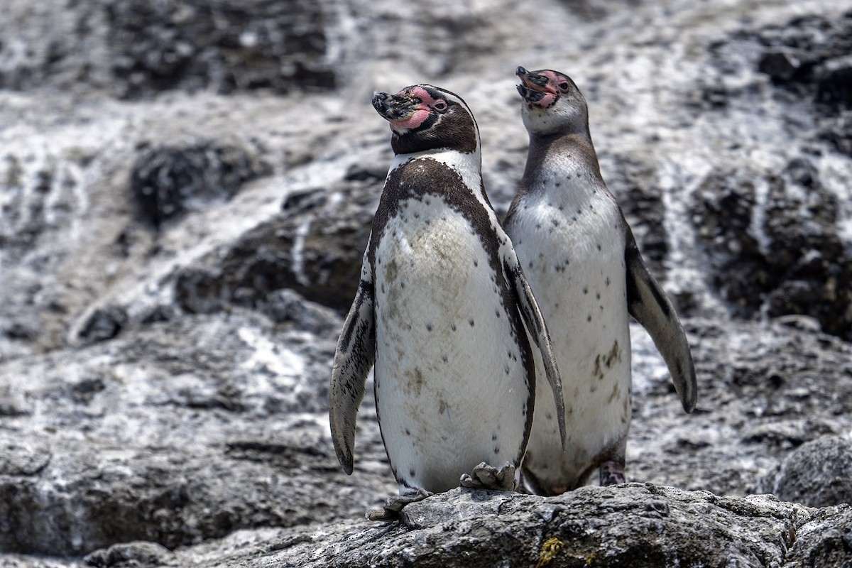 tučňák Humboldtův - ML647096174