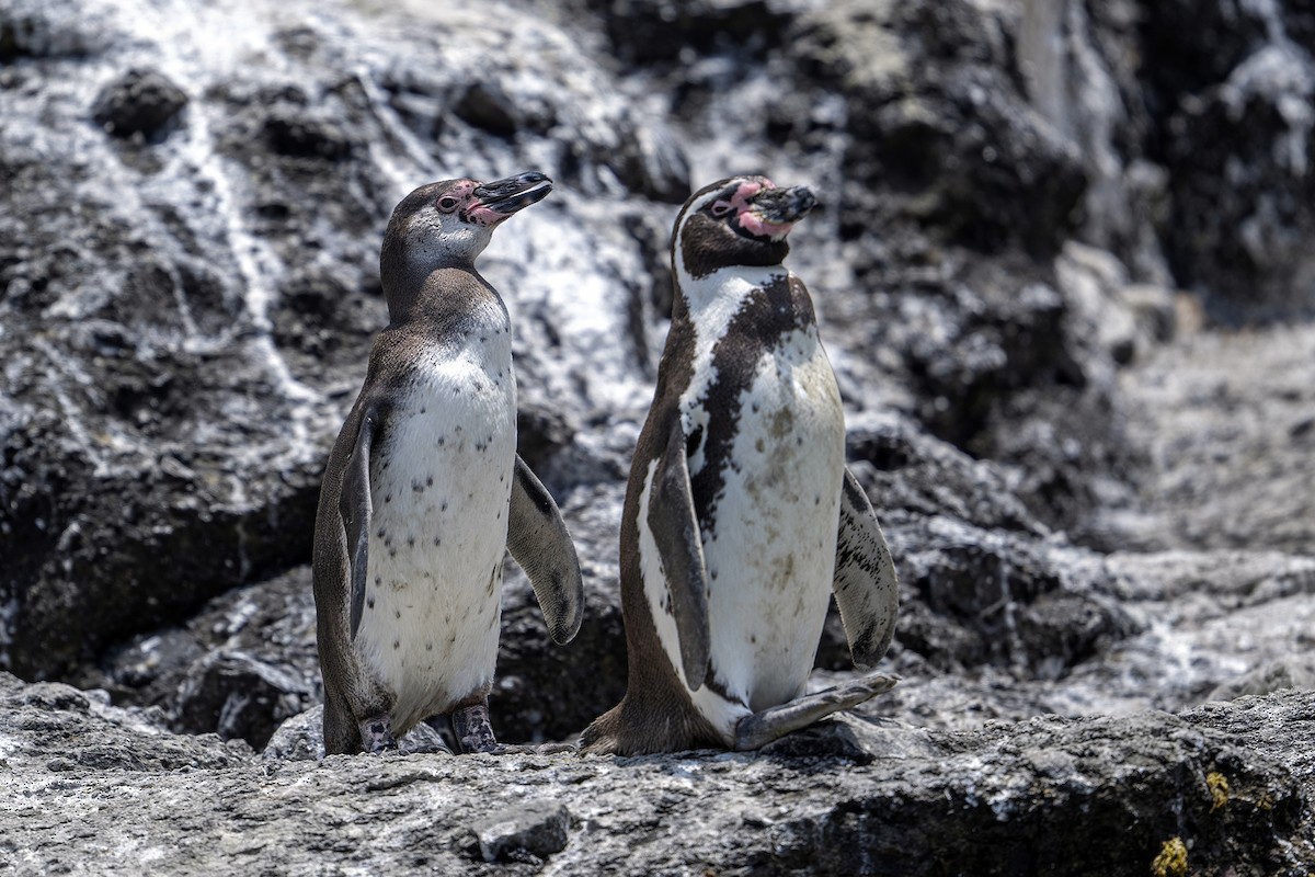 tučňák Humboldtův - ML647096175