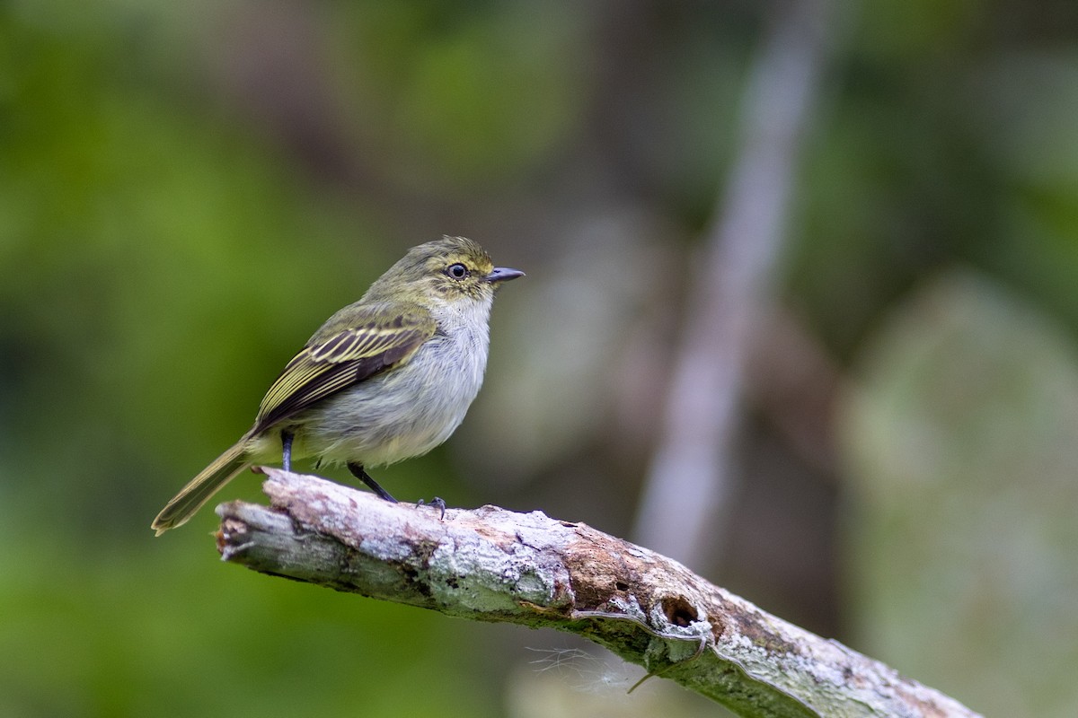 Choco Tyrannulet - ML647096195