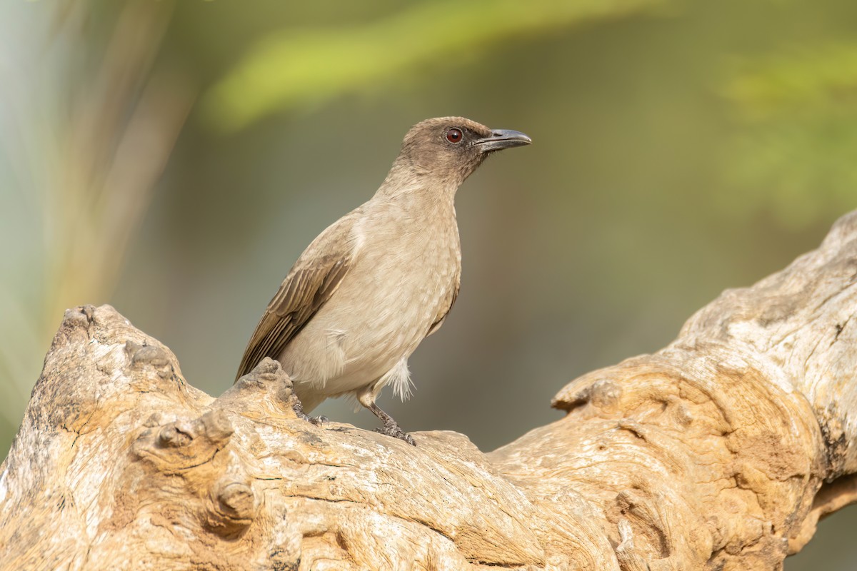 Common Bulbul - ML647096202