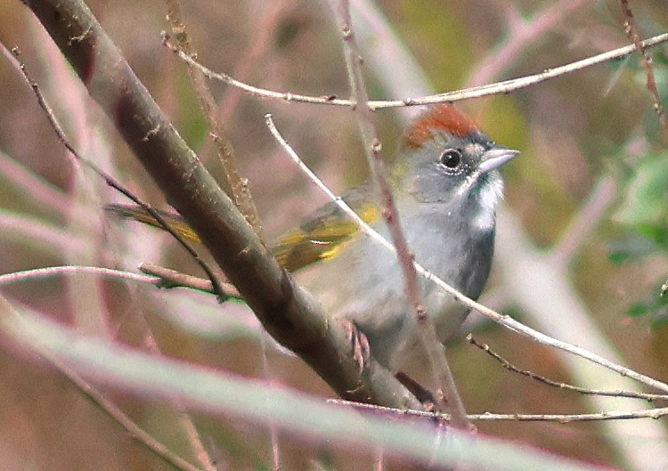 Green-tailed Towhee - ML647096205