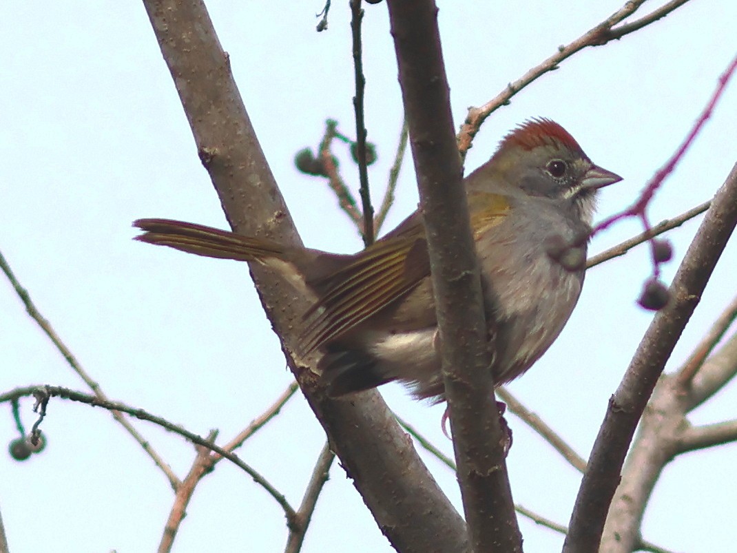 Green-tailed Towhee - ML647096206