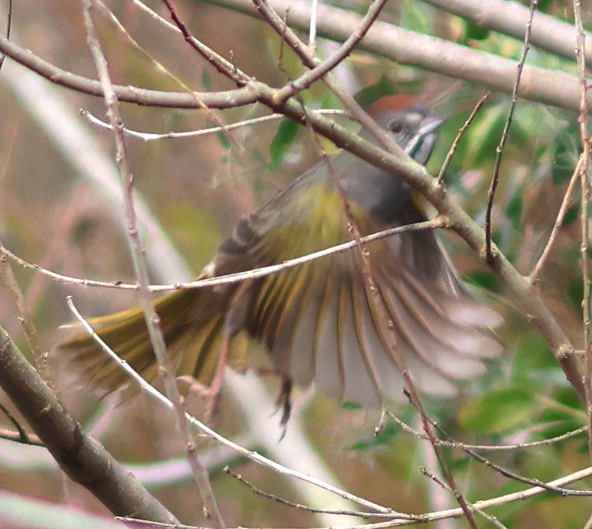 Green-tailed Towhee - ML647096207