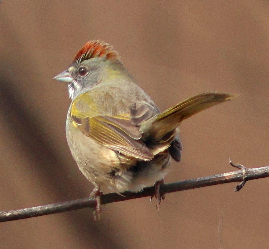 Green-tailed Towhee - ML647096208