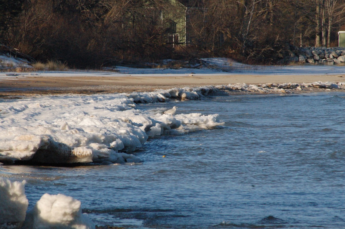 שחף מערבי - ML647096212