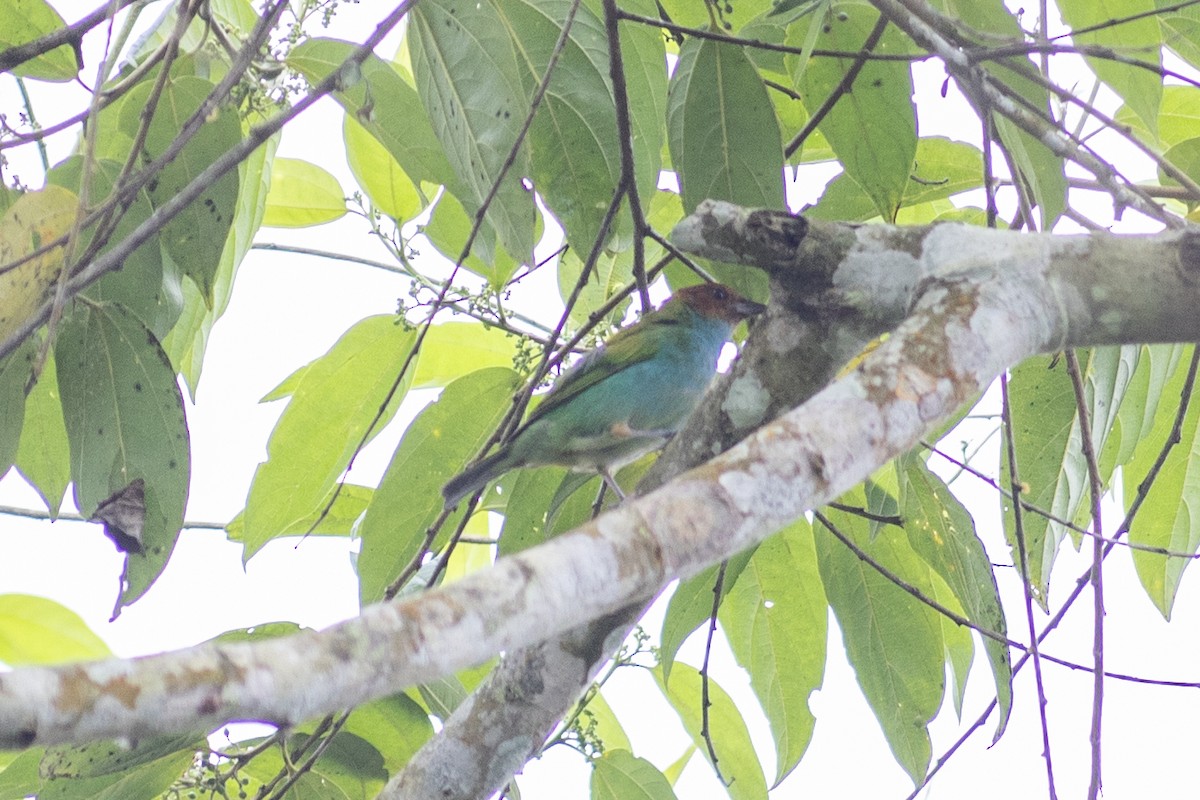 Bay-headed Tanager - ML647096224