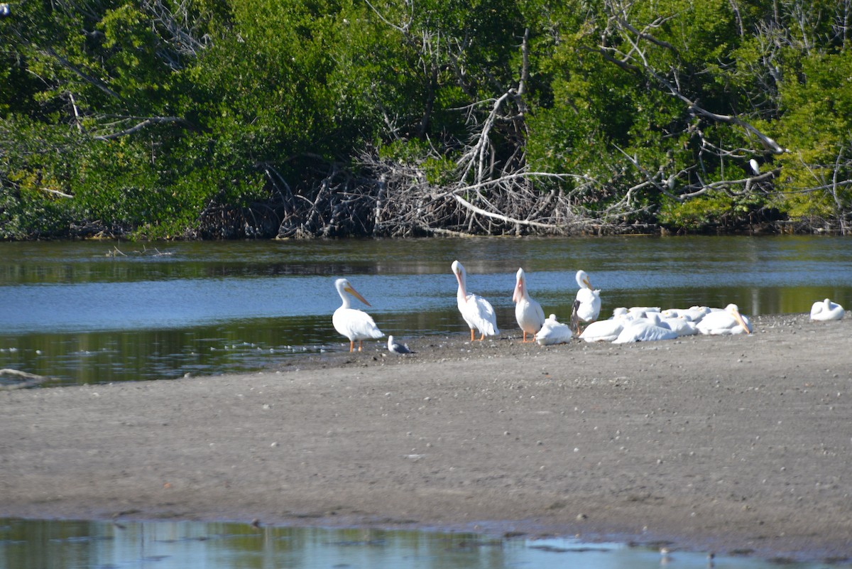 Pelikano zuri amerikarra - ML647096230