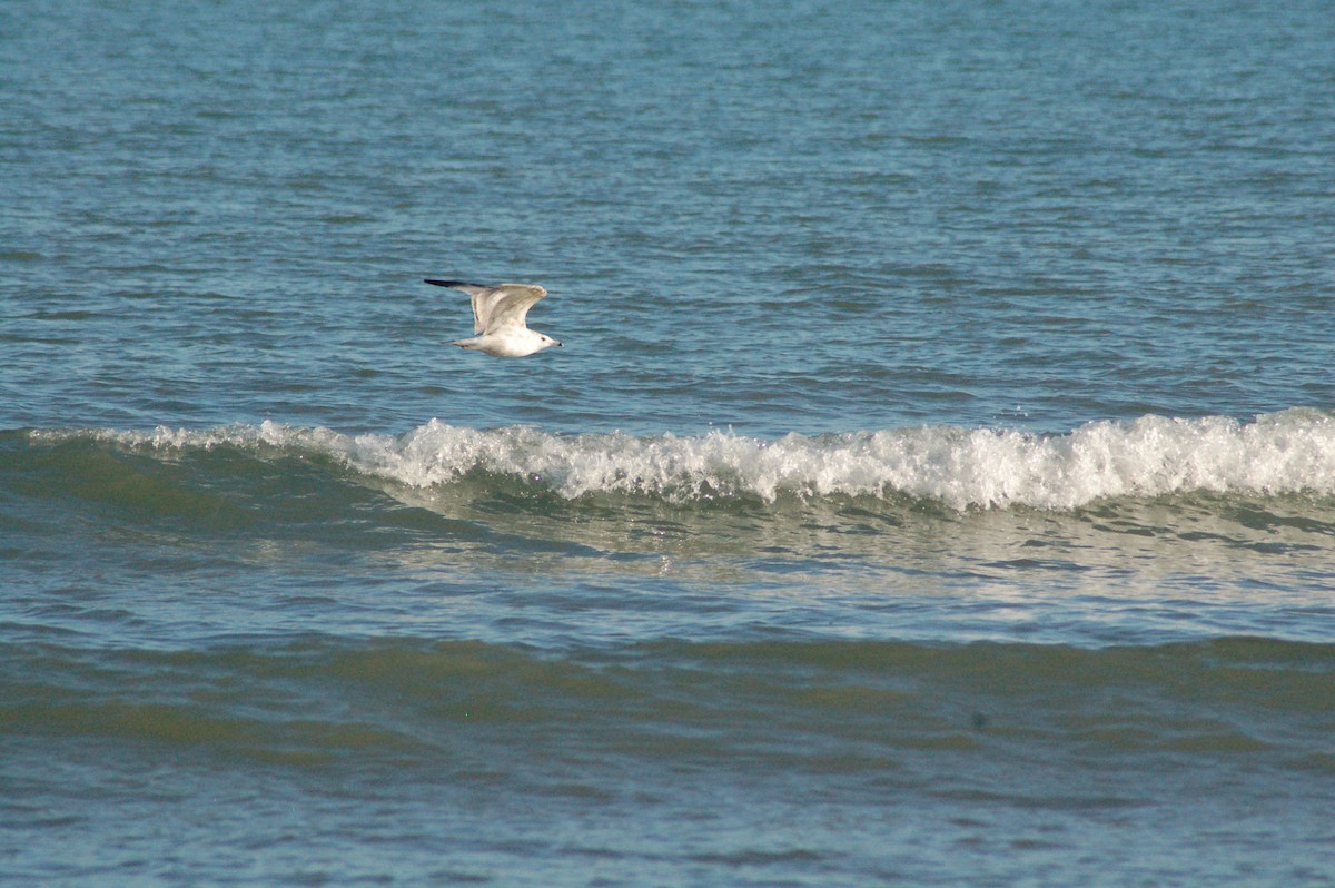 שחף מערבי - ML647096232