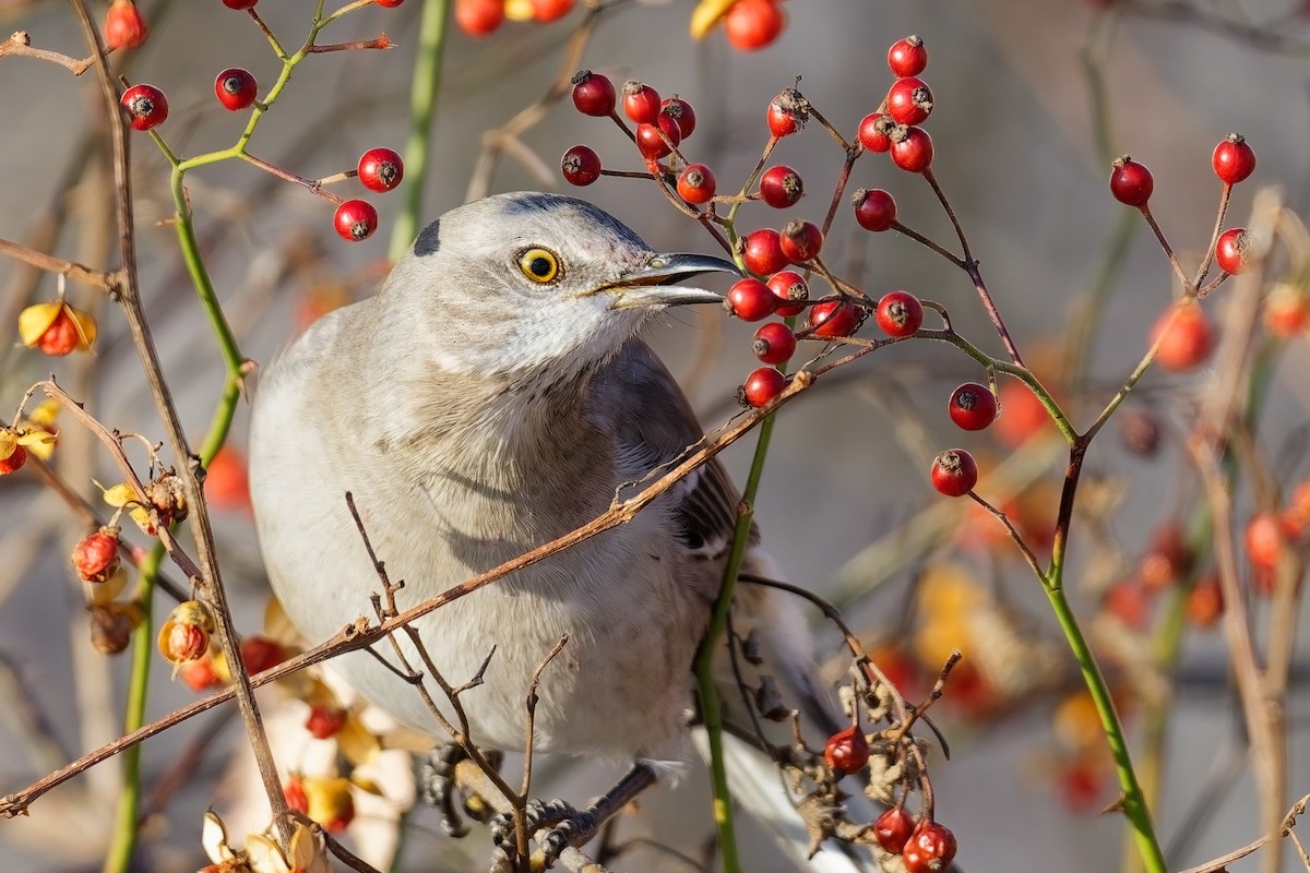 Northern Mockingbird - ML647096235
