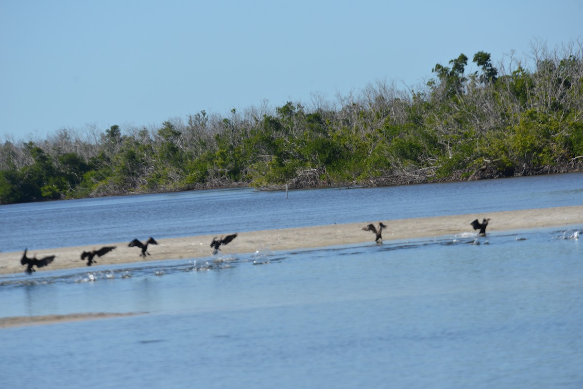 Ubarroi belarriduna - ML647096236