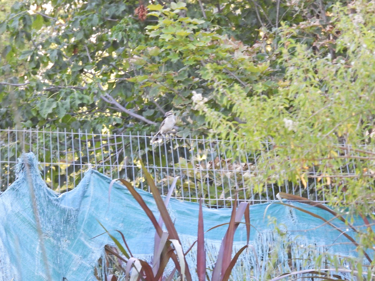 Chalk-browed Mockingbird - ML647096237