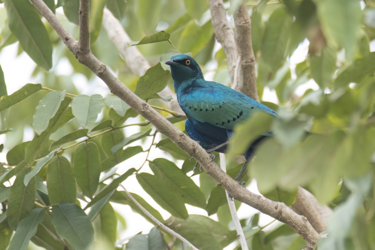 Lesser Blue-eared Starling - ML647096238