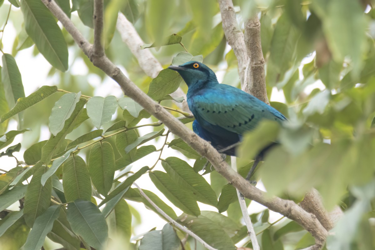 Lesser Blue-eared Starling - ML647096239
