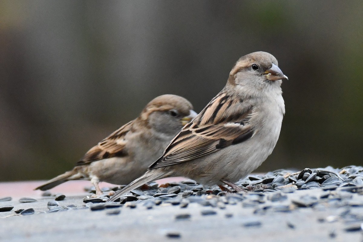 Etxe-txolarrea - ML647096240