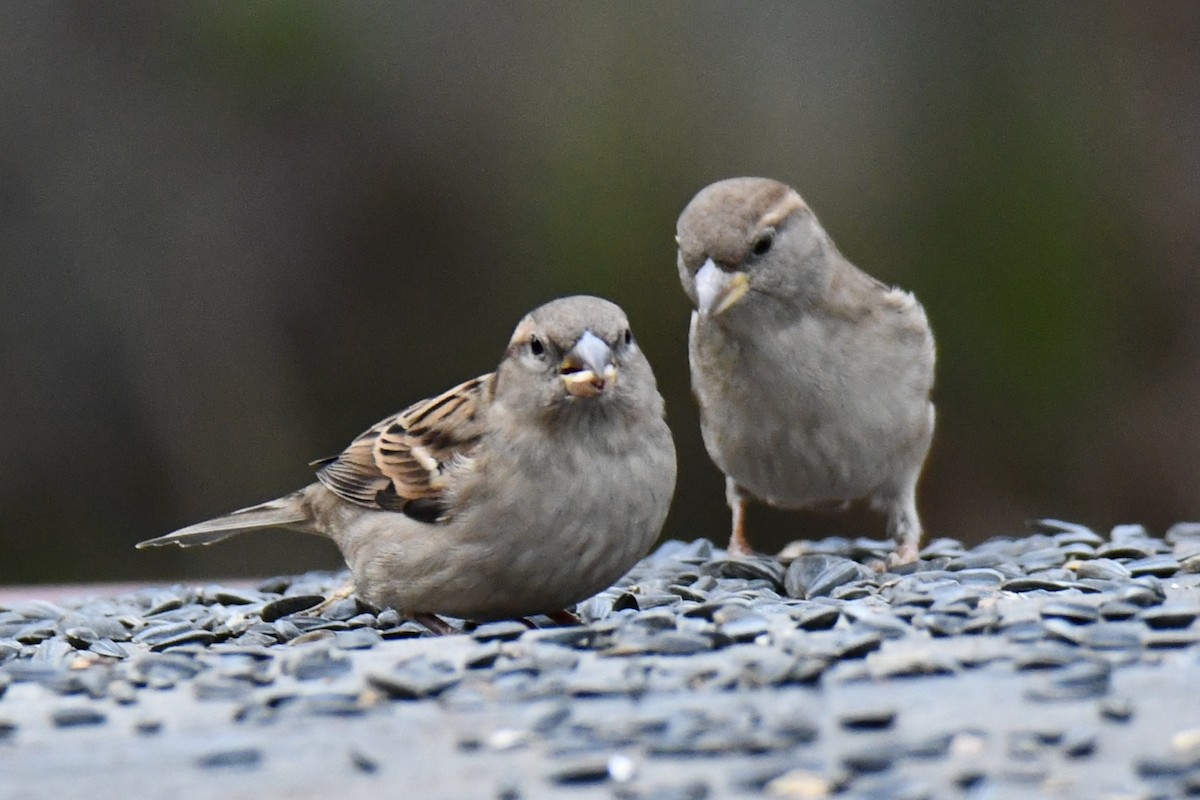 Etxe-txolarrea - ML647096241