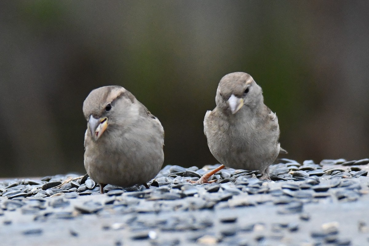 Etxe-txolarrea - ML647096242