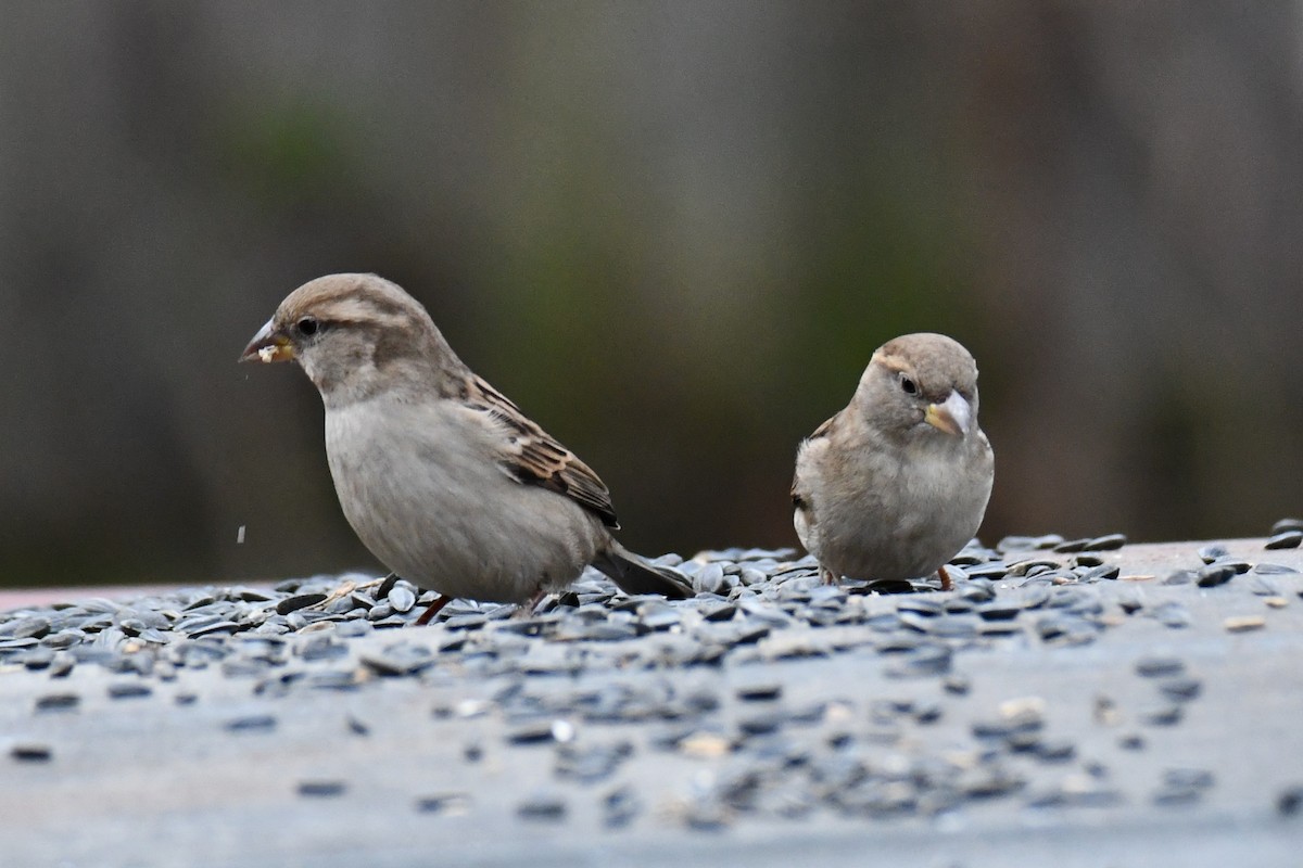 Etxe-txolarrea - ML647096243