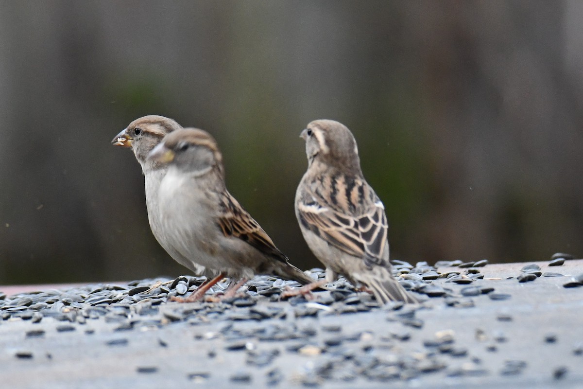 Etxe-txolarrea - ML647096244