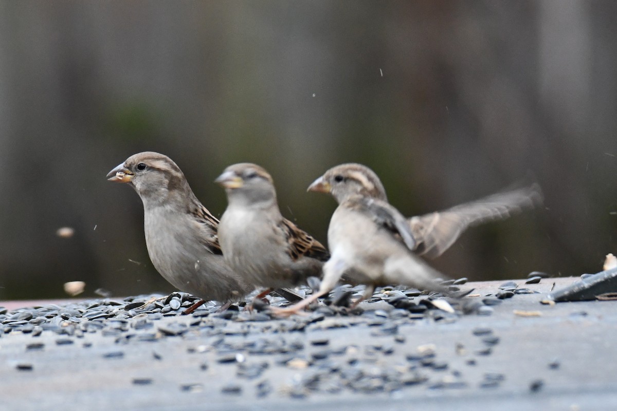 Etxe-txolarrea - ML647096245