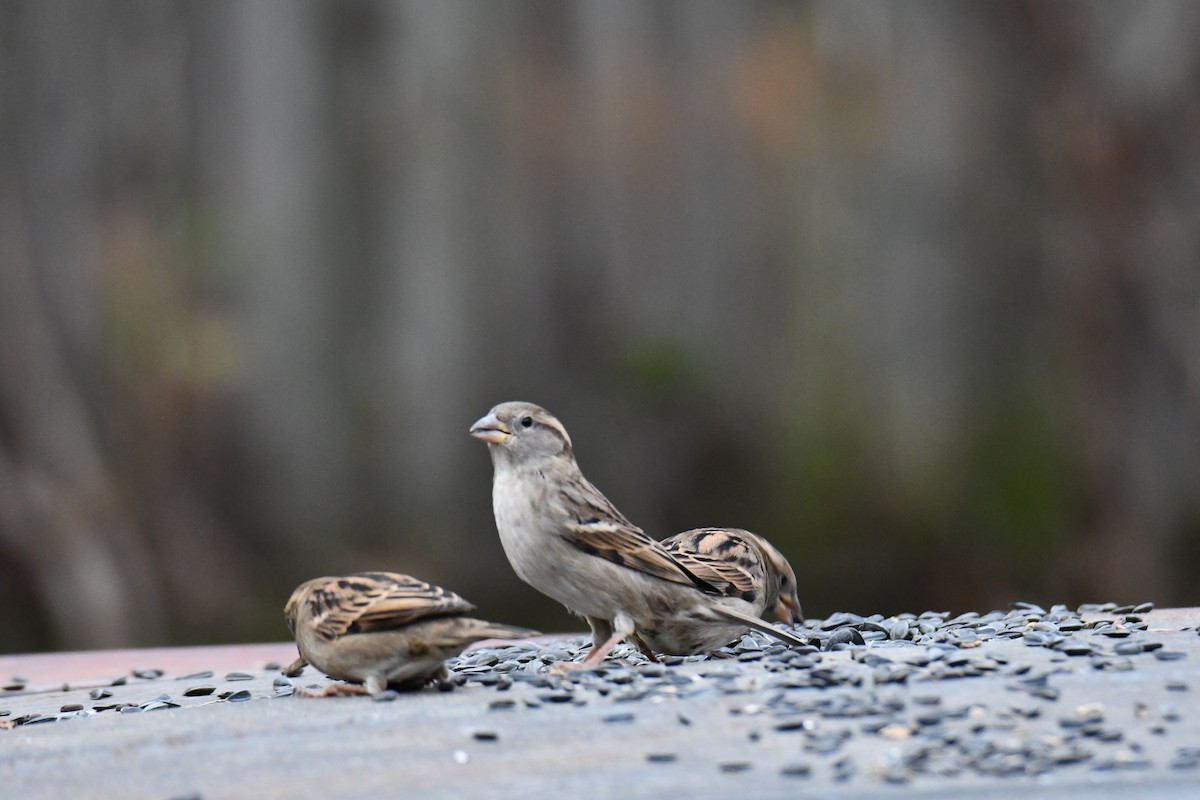 Etxe-txolarrea - ML647096246