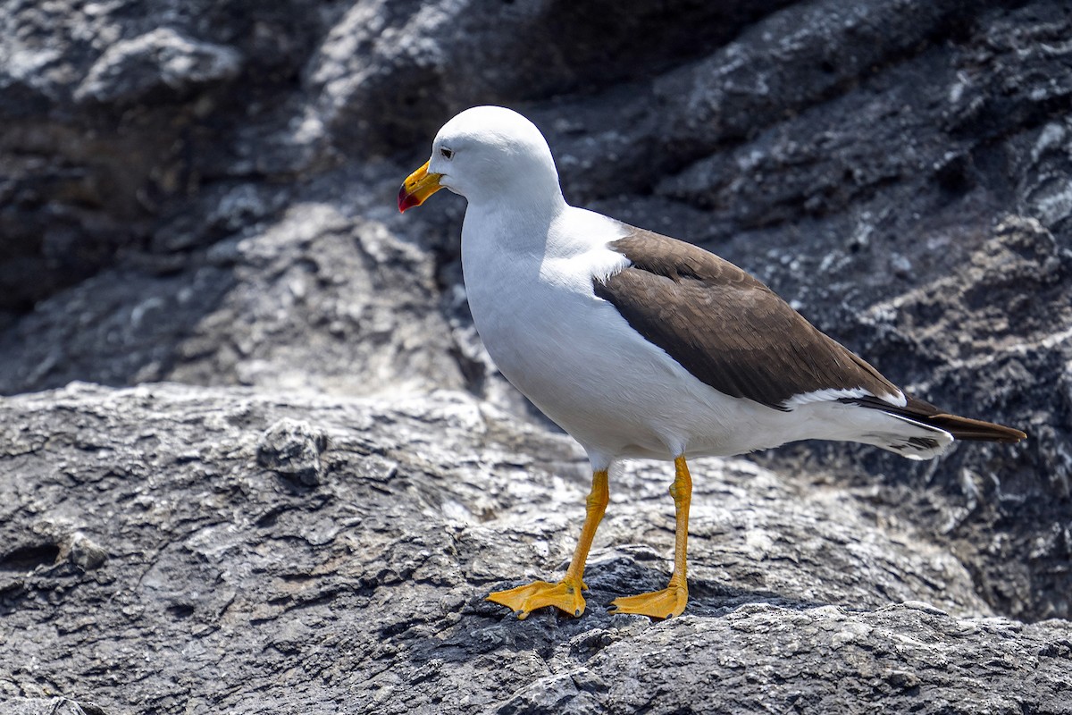 Belcher's Gull - ML647096247