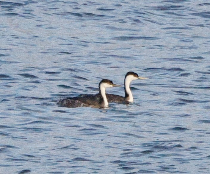 Murgil mendebaldarra - ML647096248